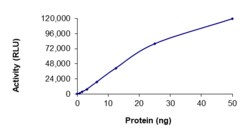 Sino Biological&nbsp;Recombinant Human FLT3 Protein (Y591-V592insVDFREYEYD F691L, GST Tag), Active